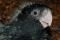 Forest Red-tailed Black Cockatoo