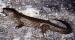 King's Skink - Egernia kingii (Gray, 1838)