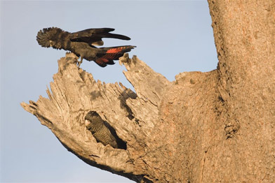 Two cockatoos nesting in a stag tree hollow