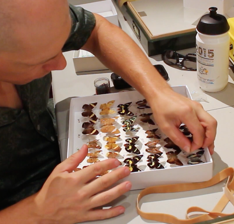 Nikolai Tatarnic cross-pinning butterfly specimens