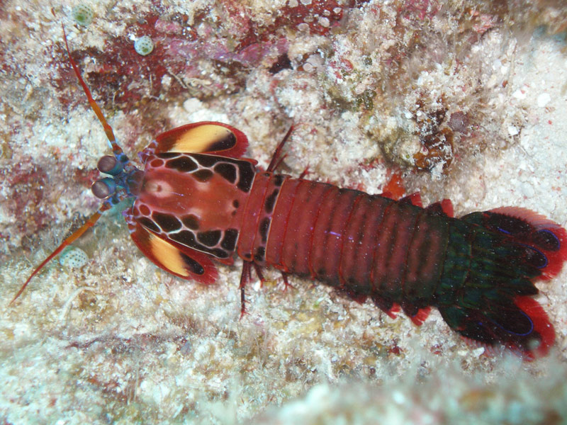 The Peacock Mantis Shrimp