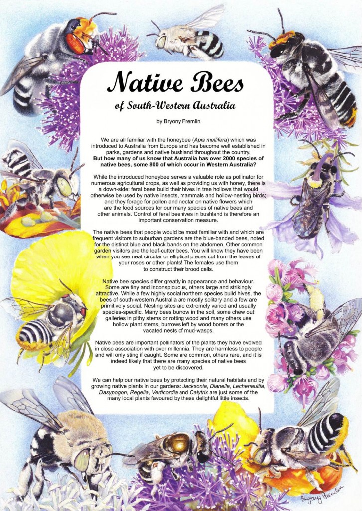 Bryony bee poster image
