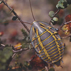 cockroach