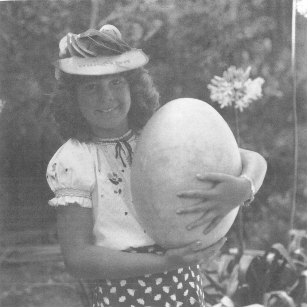 “Cevantesegg”