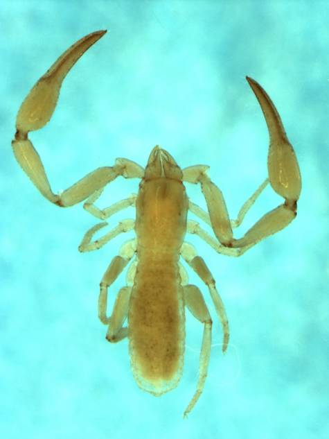 Bochicidae Chamberlin, 1930 Field Guide and Catalogues