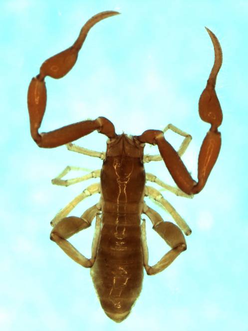 Gymnobisiidae Beier, 1947 Field Guide and Catalogues