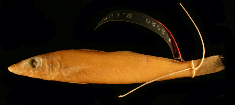 Sillago lutea Field Guide and Catalogues