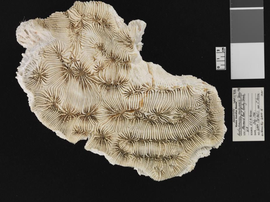 A close up of the Australomussa rowleyensis (Veron 1984)