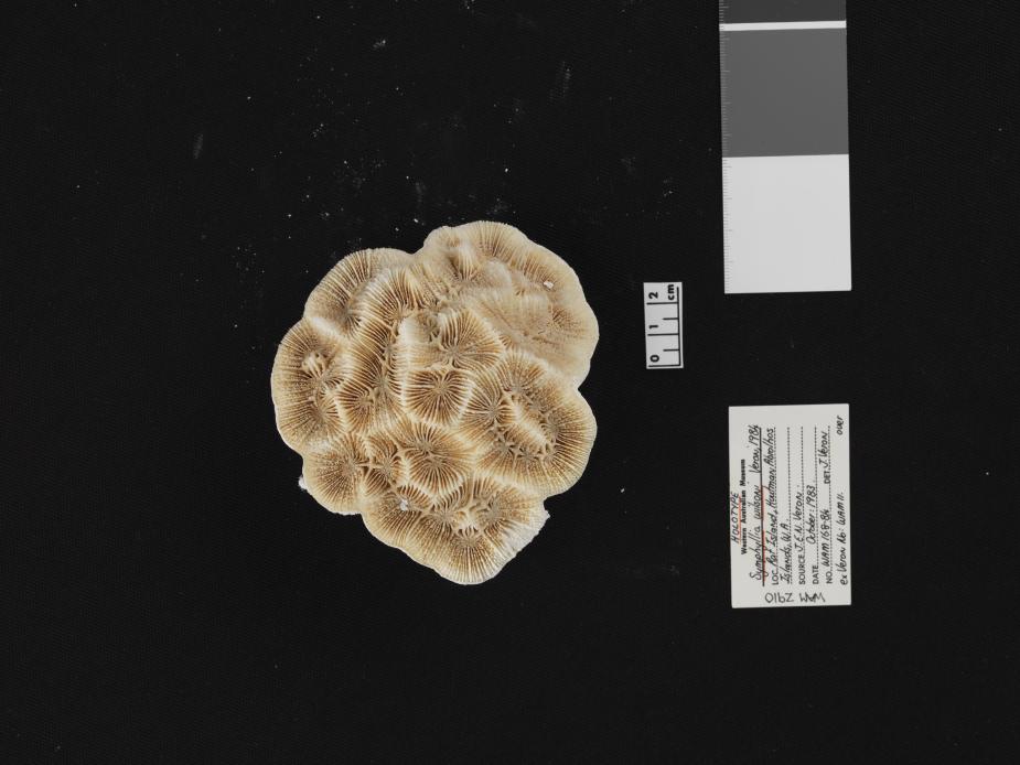 Symphyllia wilsoni (Veron 1984)