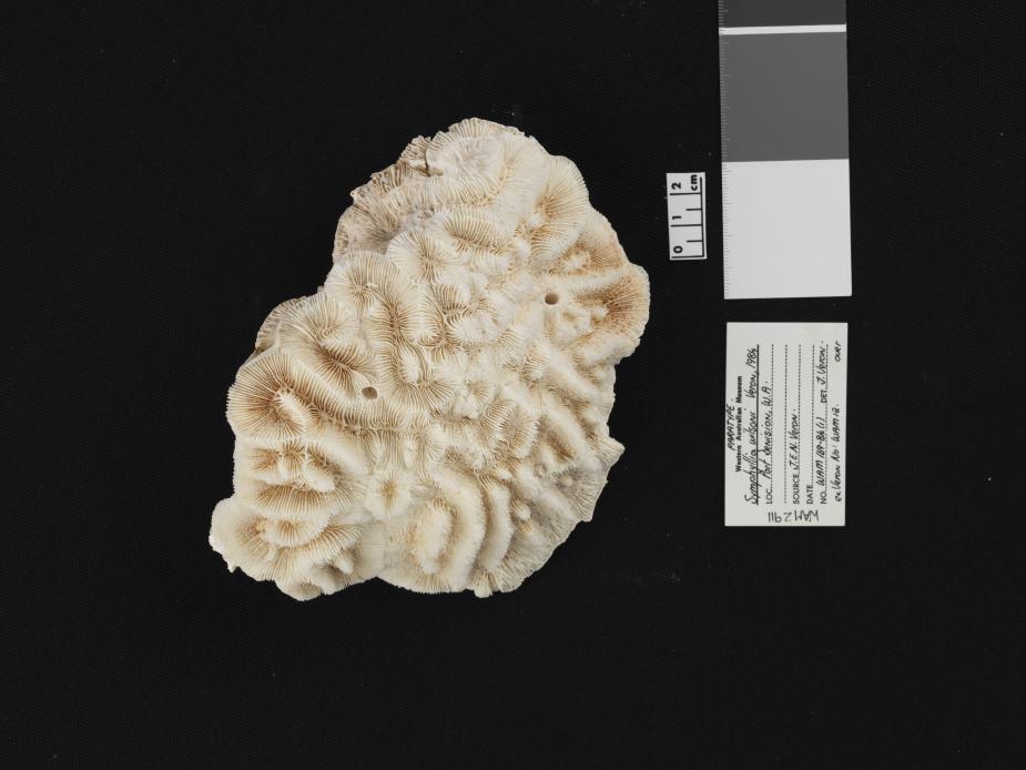 Symphyllia wilsoni (Veron 1984)