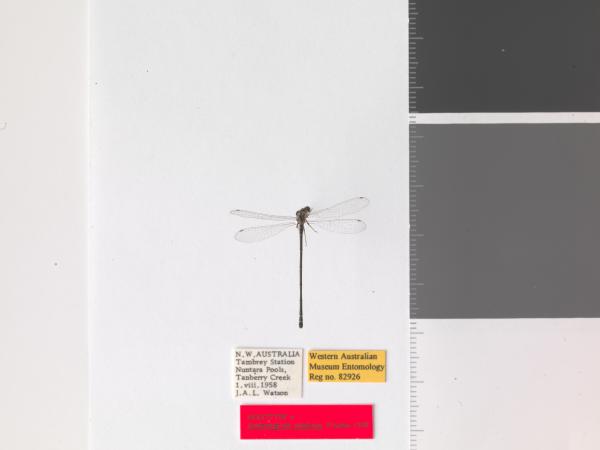 Austroagrion pindrina - Holotype