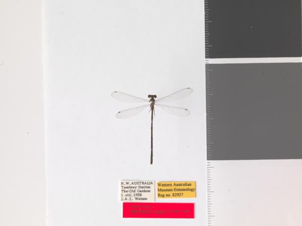 Agriocnemis kunjina - Holotype