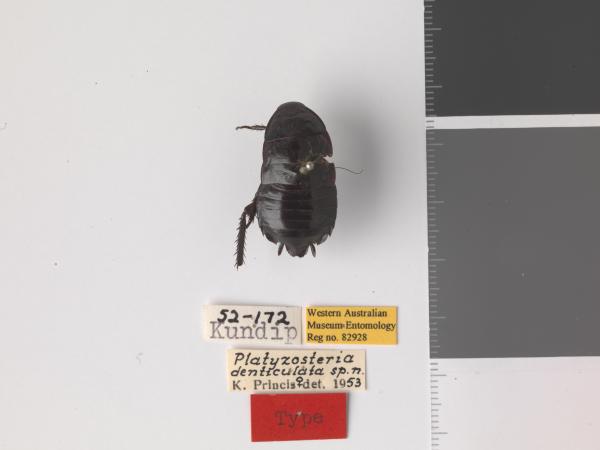 Platyzosteria denticulata - Holotype