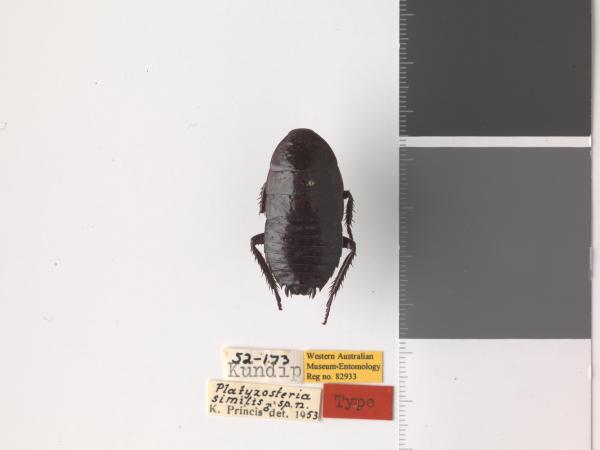 Platyzosteria similis - Holotype