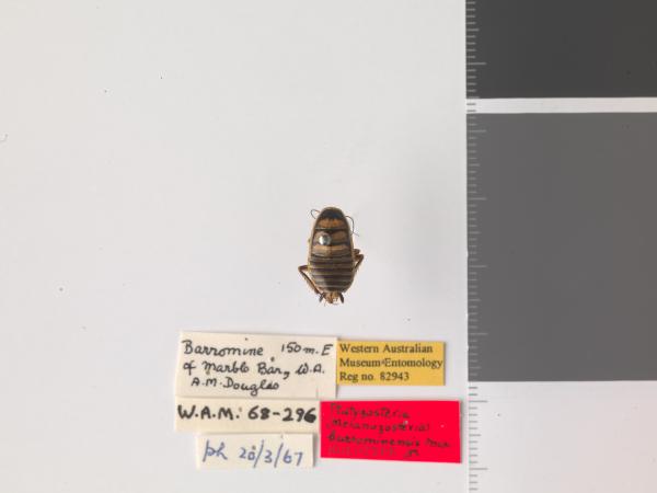 Platyzosteria barrominensis - Holotype