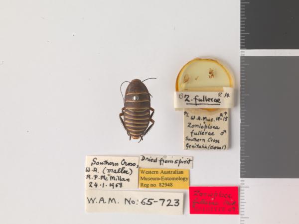 Zonioploca fullerae - Holotype