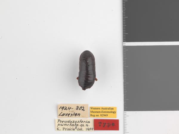 Pseudozosteria punctata - Holotype