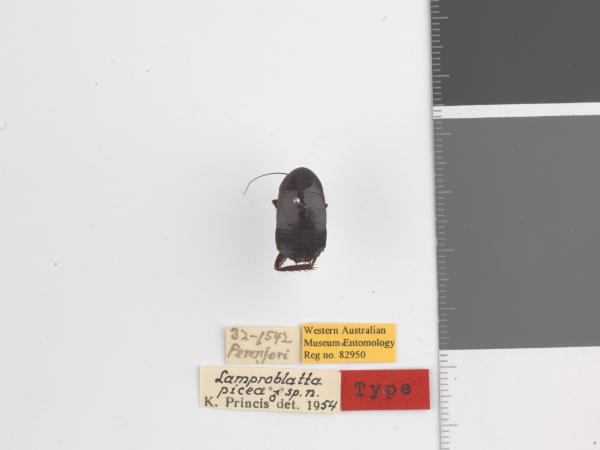 Lamproblatta picea - Holotype