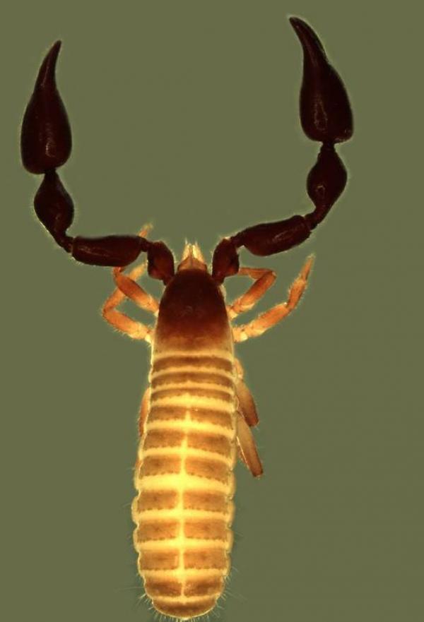 Oratemnus sp. from Australia  (Image: K. Edward)