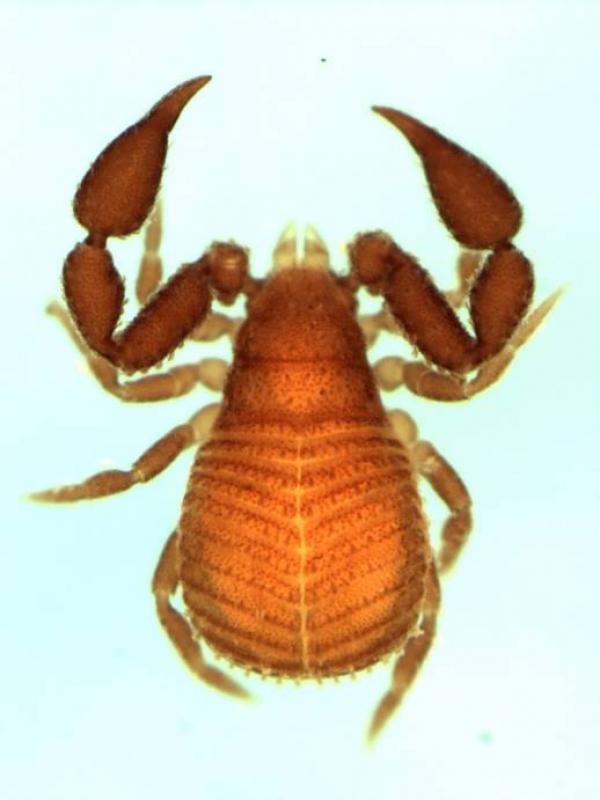 Pseudochiridium sp. from East Timor  (Image: M. Harvey)