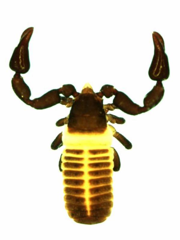 Marachernes bellus from Australia  (Image: M. Harvey)