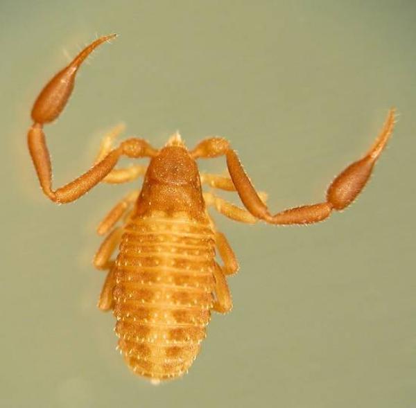 Cystowithius smithersi from Ecuador  (Image: M. Harvey)