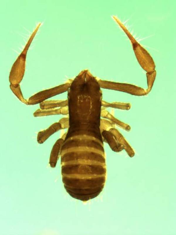Anaulacodithella sp. from South Africa  (Image: M. Harvey)