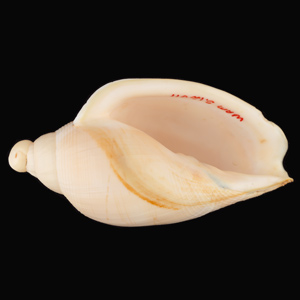 A type specimen shell