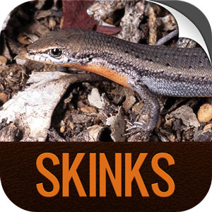 Skinks App icon