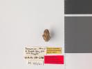Platyzosteria barrominensis - Holotype