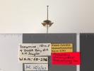 Platyzosteria barrominensis - Holotype