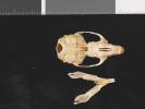 Rattus fuscipes - skull ventral view