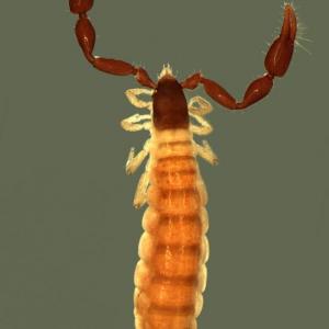 Austrohorus sp. from Australia  (Image: K. Edward)