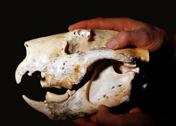 Thylacoleo: one of the many discoveries these hidden caves hold