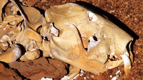 Caver crouching down with an illuminated cave wall behind him