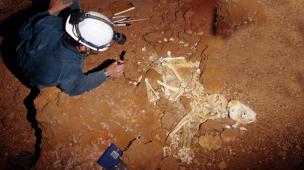 Gavin Prideaux treating Thylacoleo