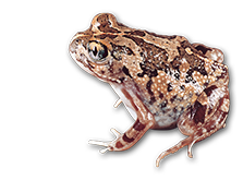 Humming Frog