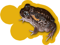Moaning Frog