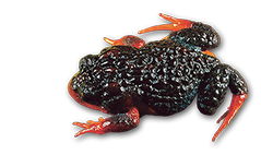 Sunset Frog