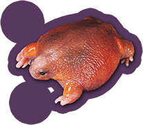 Turtle Frog