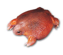 Turtle Frog