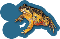 Western Banjo Frog