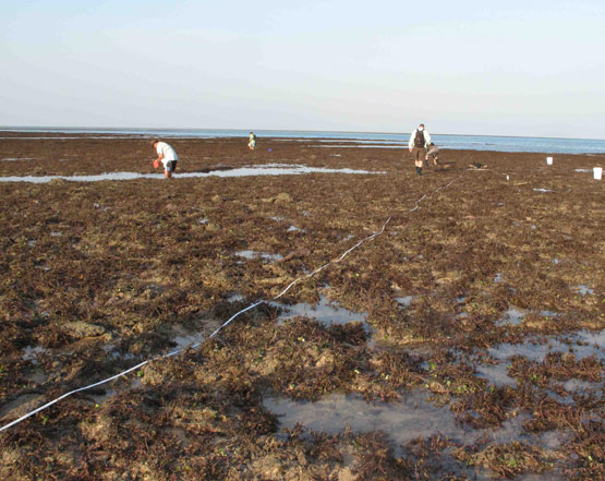 Montgomery Reef Station 17