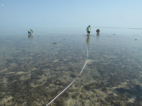 Montgomery Reef Station 25