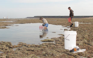 Station 60 (Cassini I.): Sue Morrison and Glenn Moore collecting fish on the reef platform