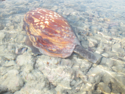 Melo amphora (northern baler shell) on Montgomery Reef. (Photo: Clay Bryce)