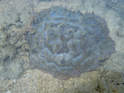 Asteronotus cespitosus. (Photo: Clay Bryce)