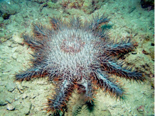 Crown of Thorns Sea Star (Acanthaster plancii
