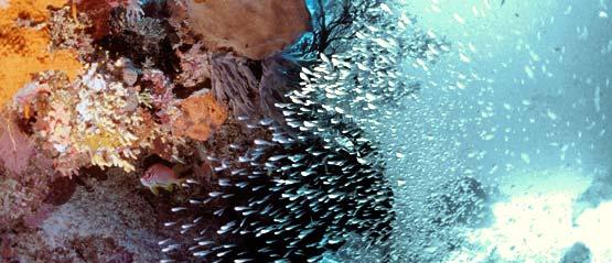 Underwater scene Copyright Western Australian Museum Photograph by Clay Bryce