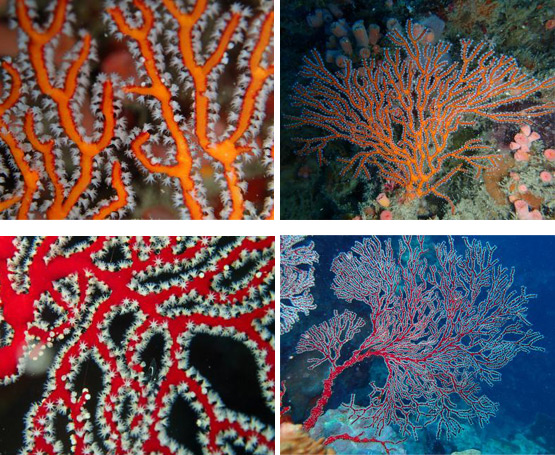 A figure illustrating coral diversity in the Kimberley reefs